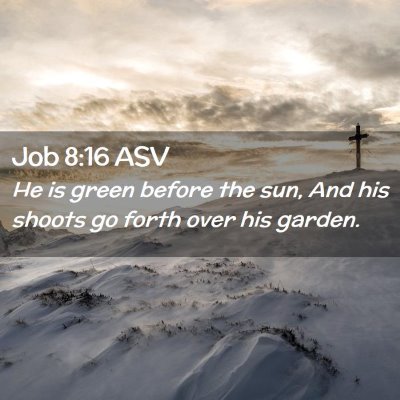 Picture 02 - Job 8:16 ASV - He is green before the sun, And his shoots go - Bible Verse Picture