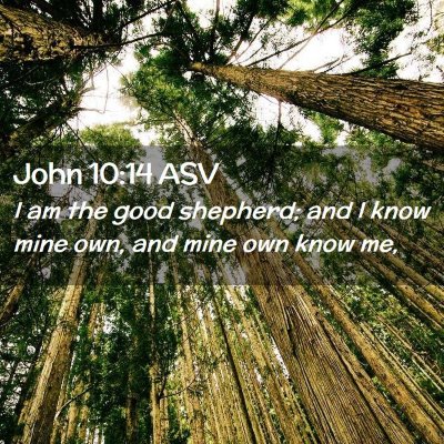 Picture 02 - John 10:14 ASV - I am the good shepherd; and I know mine own, and - Bible Verse Picture