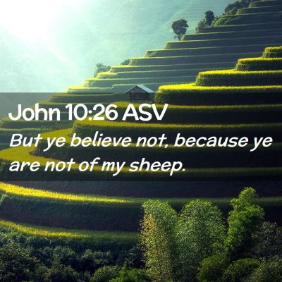 Picture 02 - John 10:26 ASV - But ye believe not, because ye are not of my - Bible Verse Picture