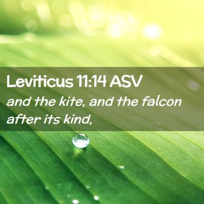 Picture 02 - Leviticus 11:14 ASV - and the kite, and the falcon after its - Bible Verse Picture