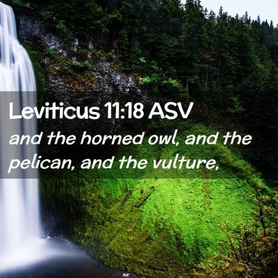 Picture 02 - Leviticus 11:18 ASV - and the horned owl, and the pelican, and the - Bible Verse Picture