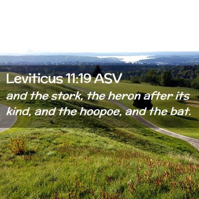 Picture 02 - Leviticus 11:19 ASV - and the stork, the heron after its kind, and the - Bible Verse Picture