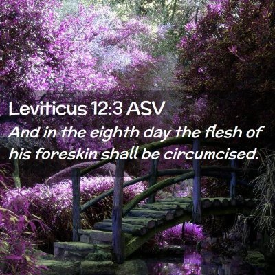 Picture 02 - Leviticus 12:3 ASV - And in the eighth day the flesh of his foreskin - Bible Verse Picture