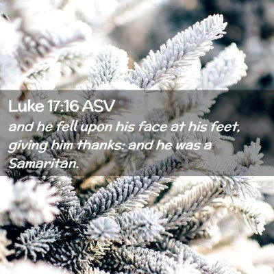 Picture 02 - Luke 17:16 ASV - and he fell upon his face at his feet, giving him - Bible Verse Picture