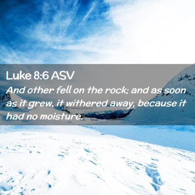 Picture 02 - Luke 8:6 ASV - And other fell on the rock; and as soon as it - Bible Verse Picture