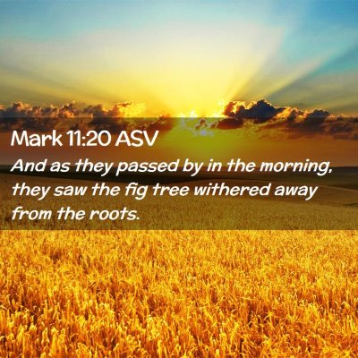 Picture 02 - Mark 11:20 ASV - And as they passed by in the morning, they saw - Bible Verse Picture