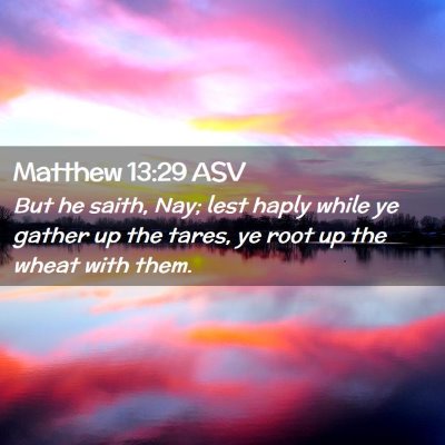 Picture 02 - Matthew 13:29 ASV - But he saith, Nay; lest haply while ye gather up - Bible Verse Picture