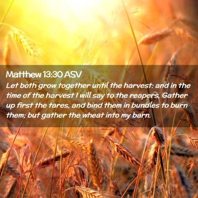Picture 02 - Matthew 13:30 ASV - Let both grow together until the harvest: and in - Bible Verse Picture