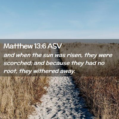 Picture 02 - Matthew 13:6 ASV - and when the sun was risen, they were scorched; - Bible Verse Picture