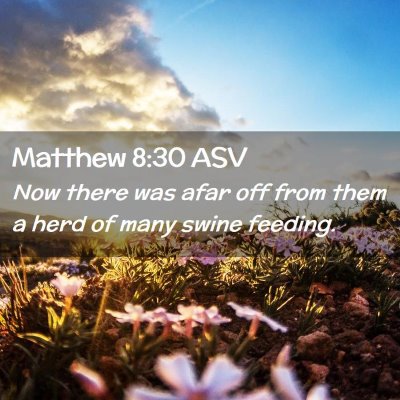 Picture 02 - Matthew 8:30 ASV - Now there was afar off from them a herd of many - Bible Verse Picture