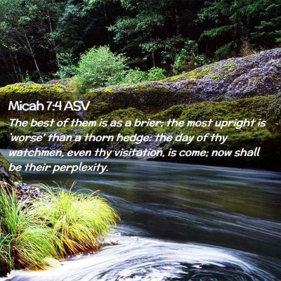 Picture 02 - Micah 7:4 ASV - The best of them is as a brier; the most upright - Bible Verse Picture