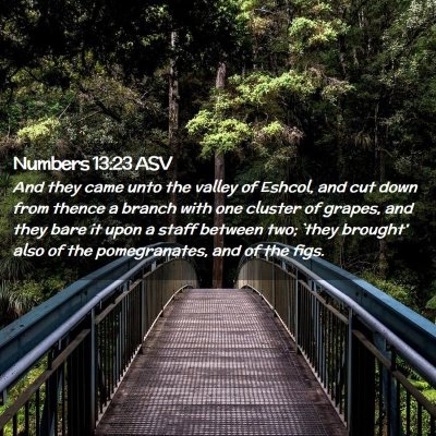 Picture 02 - Numbers 13:23 ASV - And they came unto the valley of Eshcol, and cut - Bible Verse Picture