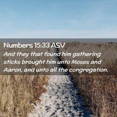 Picture 02 - Numbers 15:33 ASV - And they that found him gathering sticks brought - Bible Verse Picture