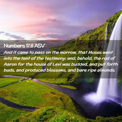Picture 02 - Numbers 17:8 ASV - And it came to pass on the morrow, that Moses - Bible Verse Picture
