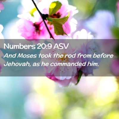 Picture 02 - Numbers 20:9 ASV - And Moses took the rod from before Jehovah, as he - Bible Verse Picture