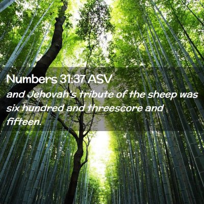 Picture 02 - Numbers 31:37 ASV - and Jehovah's tribute of the sheep was six - Bible Verse Picture