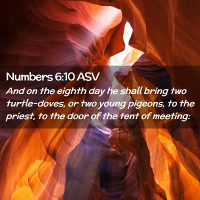 Picture 02 - Numbers 6:10 ASV - And on the eighth day he shall bring two - Bible Verse Picture