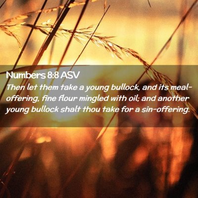 Picture 02 - Numbers 8:8 ASV - Then let them take a young bullock, and its - Bible Verse Picture