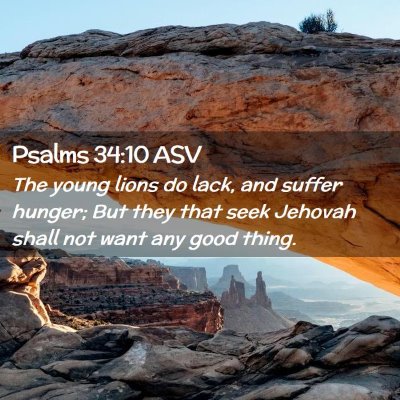 Picture 02 - Psalms 34:10 ASV - The young lions do lack, and suffer hunger; But - Bible Verse Picture