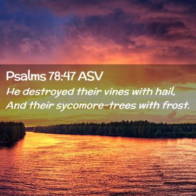 Picture 02 - Psalms 78:47 ASV - He destroyed their vines with hail, And their - Bible Verse Picture