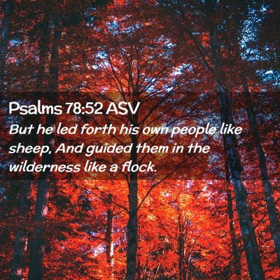 Picture 02 - Psalms 78:52 ASV - But he led forth his own people like sheep, And - Bible Verse Picture