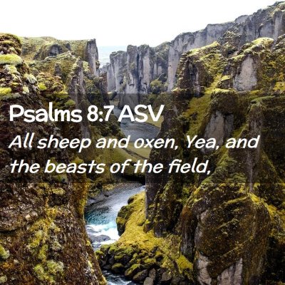 Picture 02 - Psalms 8:7 ASV - All sheep and oxen, Yea, and the beasts of the - Bible Verse Picture