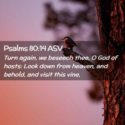 Picture 02 - Psalms 80:14 ASV - Turn again, we beseech thee, O God of hosts: Look - Bible Verse Picture