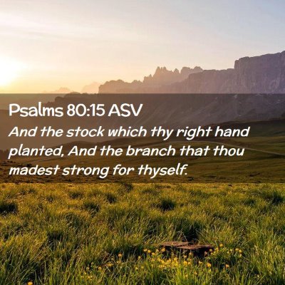 Picture 02 - Psalms 80:15 ASV - And the stock which thy right hand planted, And - Bible Verse Picture