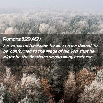 Picture 02 - Romans 8:29 ASV - For whom he foreknew, he also foreordained `to - Bible Verse Picture