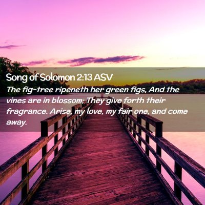 Picture 02 - Song of Solomon 2:13 ASV - The fig-tree ripeneth her green figs, And the - Bible Verse Picture