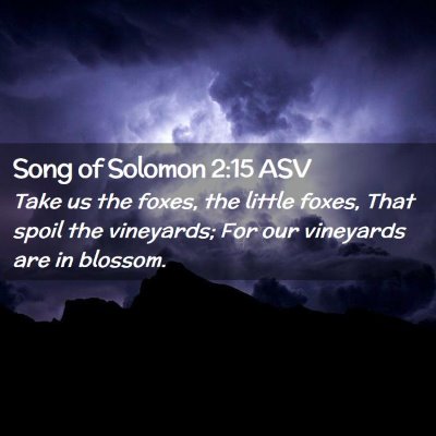 Picture 02 - Song of Solomon 2:15 ASV - Take us the foxes, the little foxes, That spoil - Bible Verse Picture