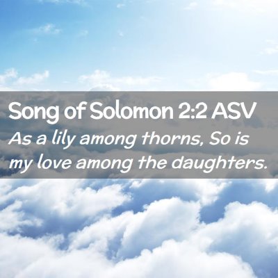 Picture 02 - Song of Solomon 2:2 ASV - As a lily among thorns, So is my love among the - Bible Verse Picture