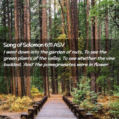 Picture 02 - Song of Solomon 6:11 ASV - I went down into the garden of nuts, To see the - Bible Verse Picture