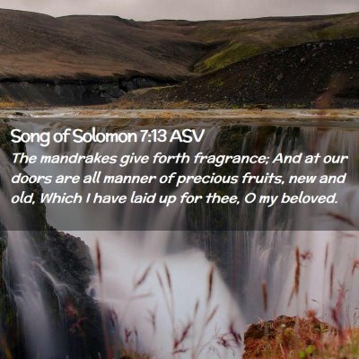Picture 02 - Song of Solomon 7:13 ASV - The mandrakes give forth fragrance; And at our - Bible Verse Picture