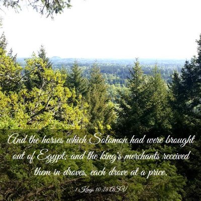 Picture 03 - 1 Kings 10:28 ASV - And the horses which Solomon had were brought out - Bible Verse Picture