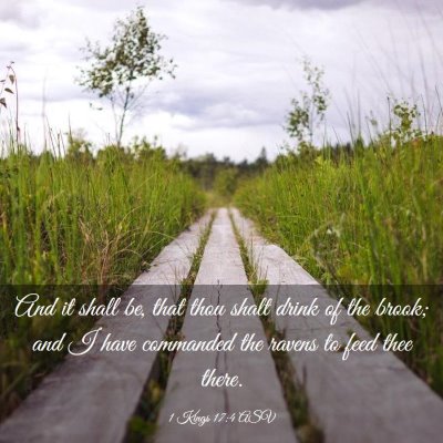 Picture 03 - 1 Kings 17:4 ASV - And it shall be, that thou shalt drink of the - Bible Verse Picture