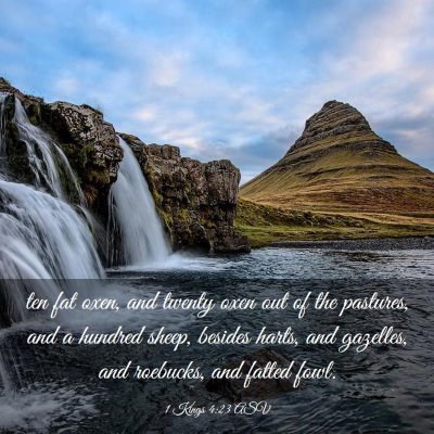 Picture 03 - 1 Kings 4:23 ASV - ten fat oxen, and twenty oxen out of the - Bible Verse Picture