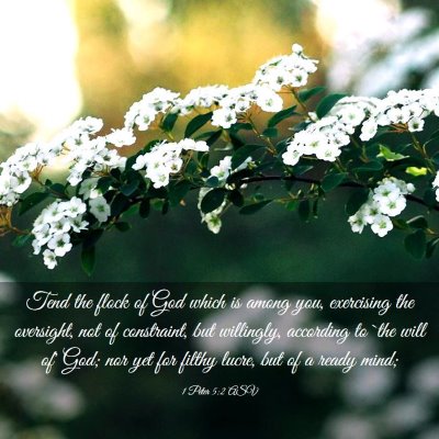 Picture 03 - 1 Peter 5:2 ASV - Tend the flock of God which is among you, - Bible Verse Picture