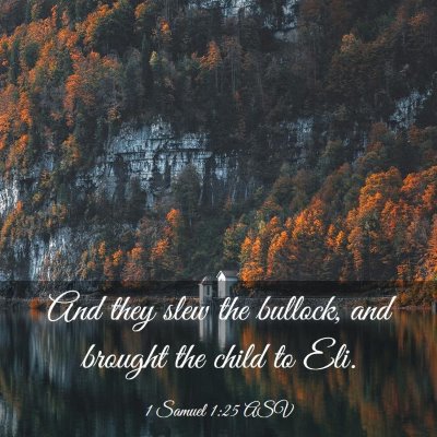 Picture 03 - 1 Samuel 1:25 ASV - And they slew the bullock, and brought the child - Bible Verse Picture