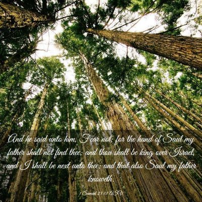 Picture 03 - 1 Samuel 23:17 ASV - And he said unto him, Fear not; for the hand of - Bible Verse Picture