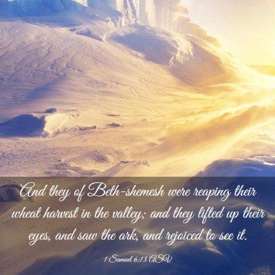 Picture 03 - 1 Samuel 6:13 ASV - And they of Beth-shemesh were reaping their wheat - Bible Verse Picture