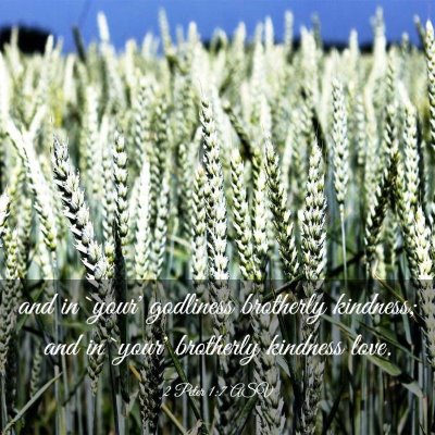 Picture 03 - 2 Peter 1:7 ASV - and in `your' godliness brotherly kindness; and - Bible Verse Picture