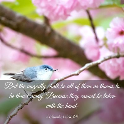 Picture 03 - 2 Samuel 23:6 ASV - But the ungodly shall be all of them as thorns to - Bible Verse Picture