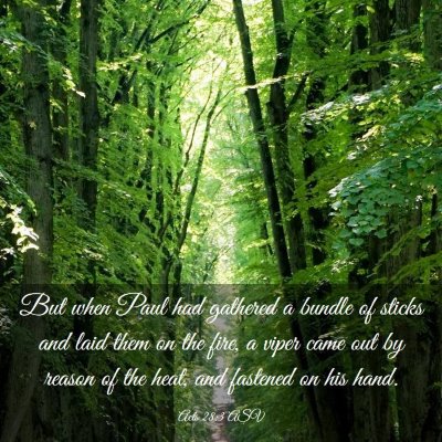Picture 03 - Acts 28:3 ASV - But when Paul had gathered a bundle of sticks and - Bible Verse Picture