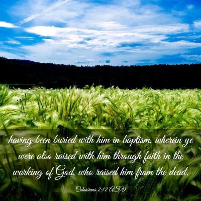 Picture 03 - Colossians 2:12 ASV - having been buried with him in baptism, wherein - Bible Verse Picture