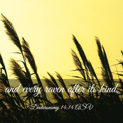 Picture 03 - Deuteronomy 14:14 ASV - and every raven after its - Bible Verse Picture