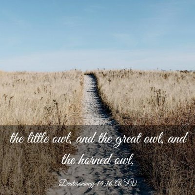 Picture 03 - Deuteronomy 14:16 ASV - the little owl, and the great owl, and the horned - Bible Verse Picture