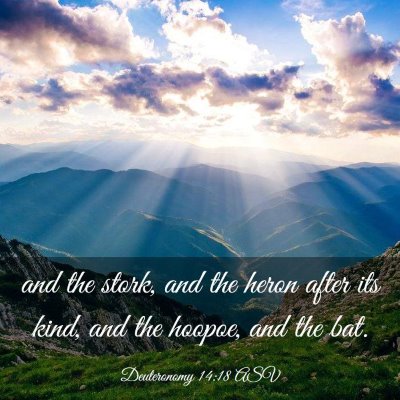 Picture 03 - Deuteronomy 14:18 ASV - and the stork, and the heron after its kind, and - Bible Verse Picture