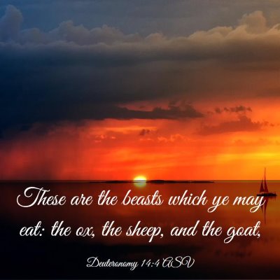Picture 03 - Deuteronomy 14:4 ASV - These are the beasts which ye may eat: the ox, - Bible Verse Picture