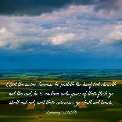 Picture 03 - Deuteronomy 14:8 ASV - And the swine, because he parteth the hoof but - Bible Verse Picture
